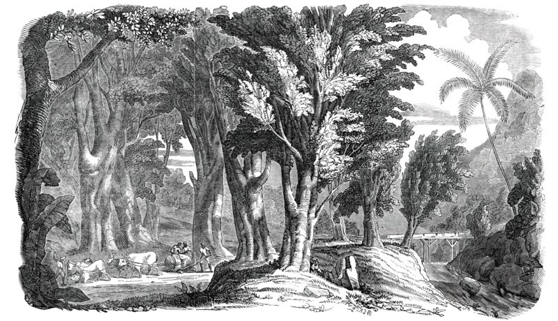 Mahogany Trees in the West Indies, 1850. Creator: Unknown.