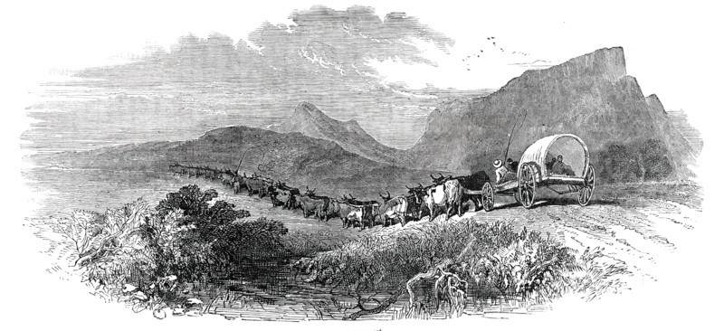 Cape Waggon, 1850. Creator: Unknown.