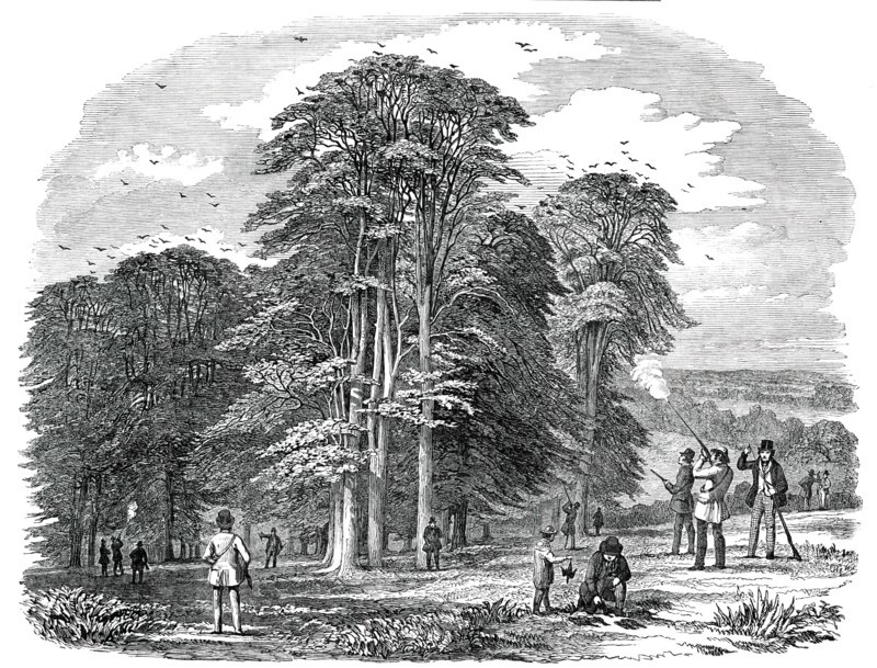 Rook-Shooting in Penshurst Park, 1850. Creator: Unknown.