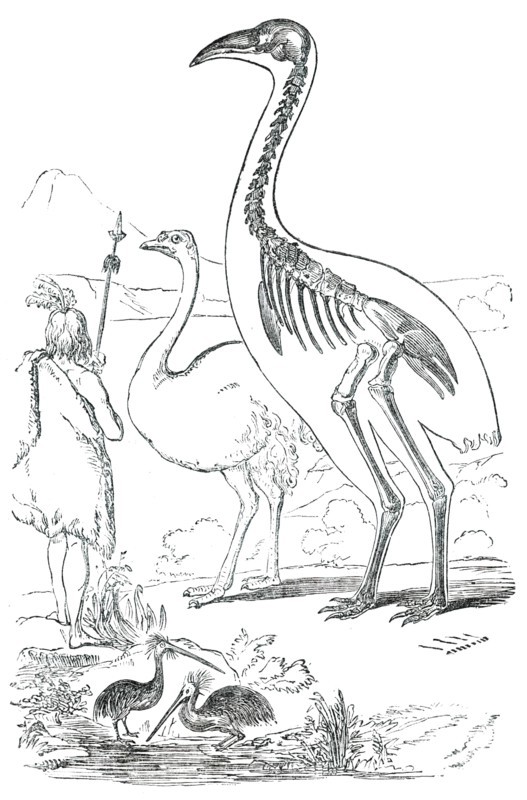Comparative Sizes of Dinornis, Ostrich, and New Zealander, 1850. Creator: Unknown.
