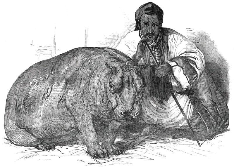 The Hippopotamus, in the Gardens of the Zoological Society, Regent's Park, 1850. Creator: Pearson.