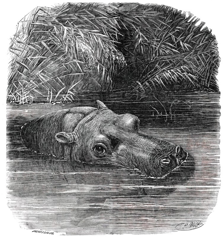 The Hippopotamus in the Gardens of the Zoological Society, Regent's-Park, 1850. Creator: Pearson.