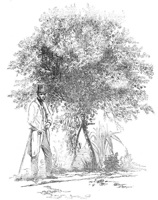 Large Rose-Tree (Hybrid China), at Mr. Buxton's Gardens, Wandsworth-Road, 1850. Creator: Unknown.