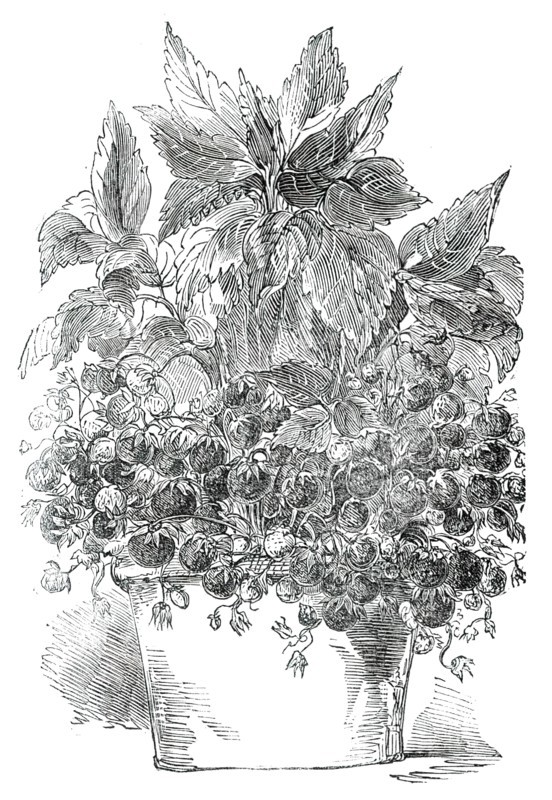 Black Prince Strawberry Plant, grown by Mr. Cuthill, 1850. Creator: Unknown.