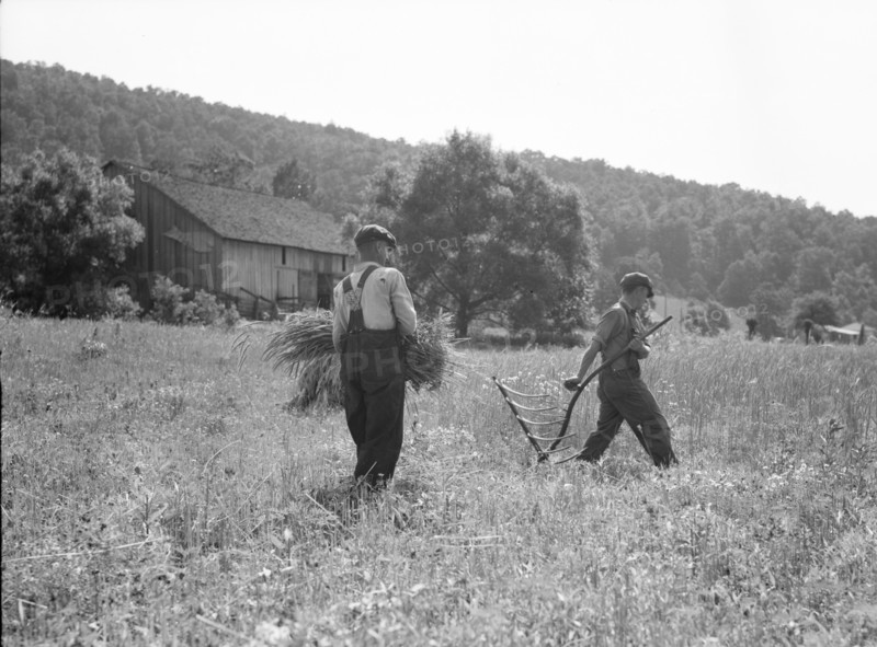Men cradling wheat in eastern Virginia near Sperryville, 1936. Creator: Dorothea Lange.