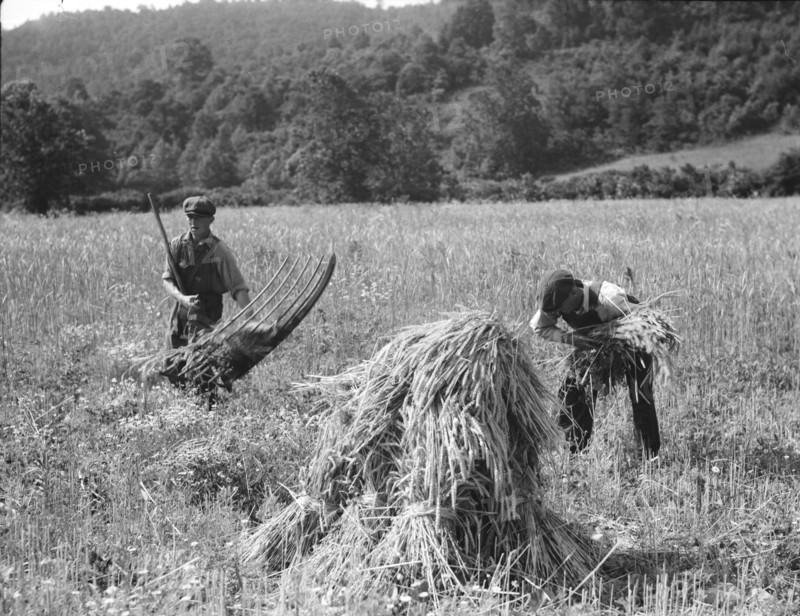 Cradling wheat near Sperryville, Virginia., 1936. Creator: Dorothea Lange.