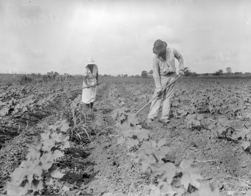 Hoeing - Alabama negro tenant farmer and part of his family, Eutaw, Alabama, 1936. Creator: Dorothea Lange.