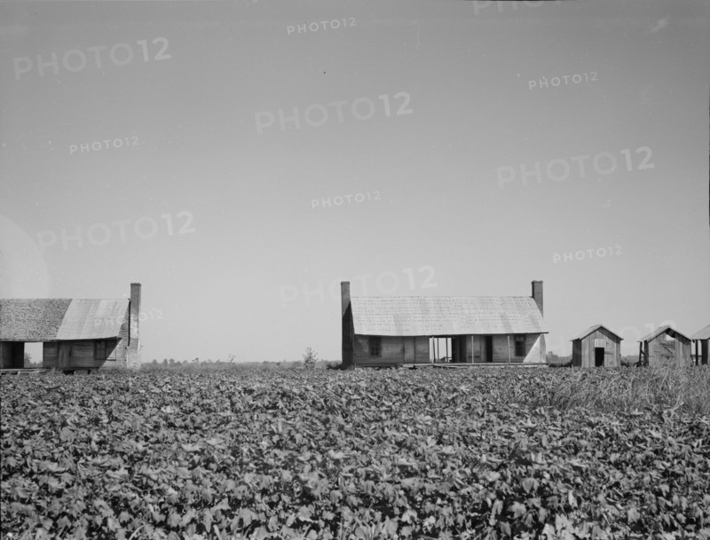 Dog run cabins of the Mississippi Delta, 1937. Creator: Dorothea Lange.