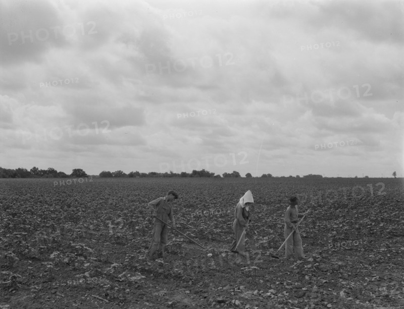 Day laborers hoeing cottonn, near Corsicana, Texas, 1937. Creator: Dorothea Lange.