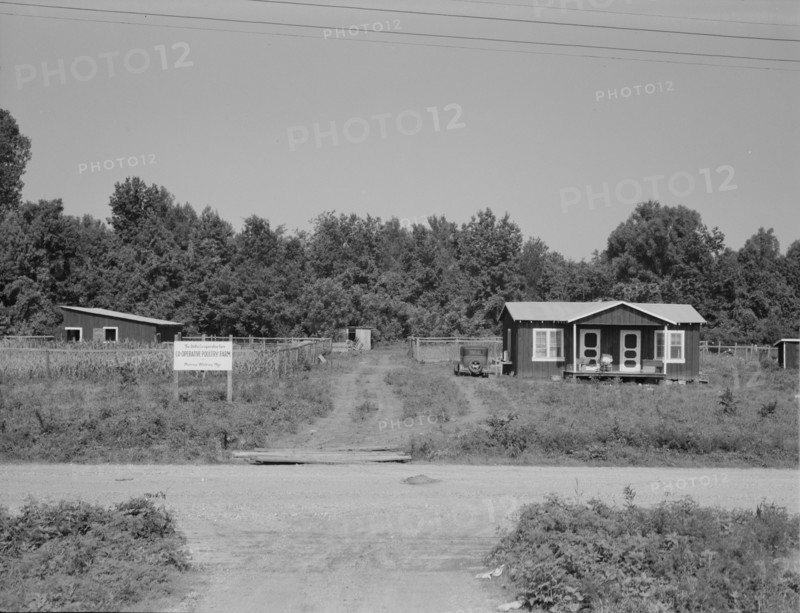 The poultry unit of the Delta cooperative farm, Hillhouse, Mississippi, 1937. Creator: Dorothea Lange.