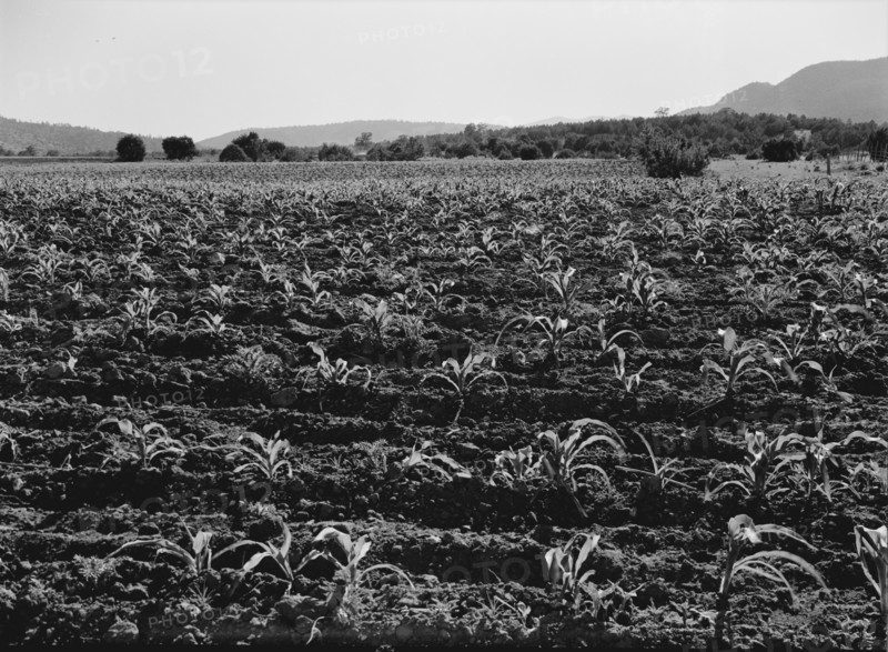 Field of young corn near Mescalero Apache Reservation, New Mexico, 1938. Creator: Dorothea Lange.
