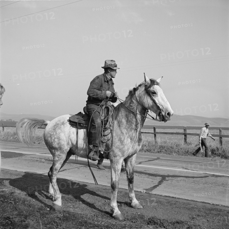 Cowboy bringing cattle in from range, Contra Costa County, 1938. Creator: Dorothea Lange.