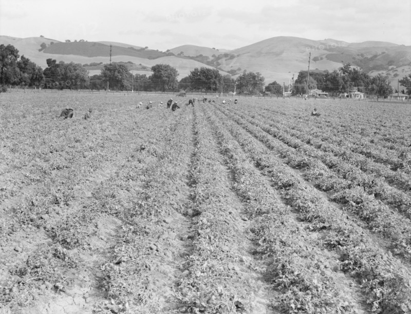 Near Tracy, California - Gang of Filipinos in pea field, 1938. Creator: Dorothea Lange.