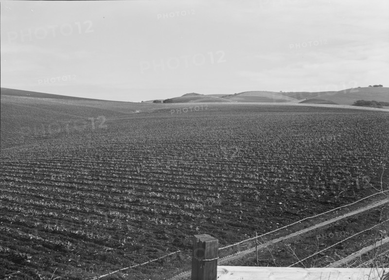 Large-scale pea fields, near San Juan Bautista, California , 1939. Creator: Dorothea Lange.