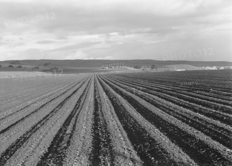 Large-scale pea fields, near San Juan Bautista, California, 1939. Creator: Dorothea Lange.