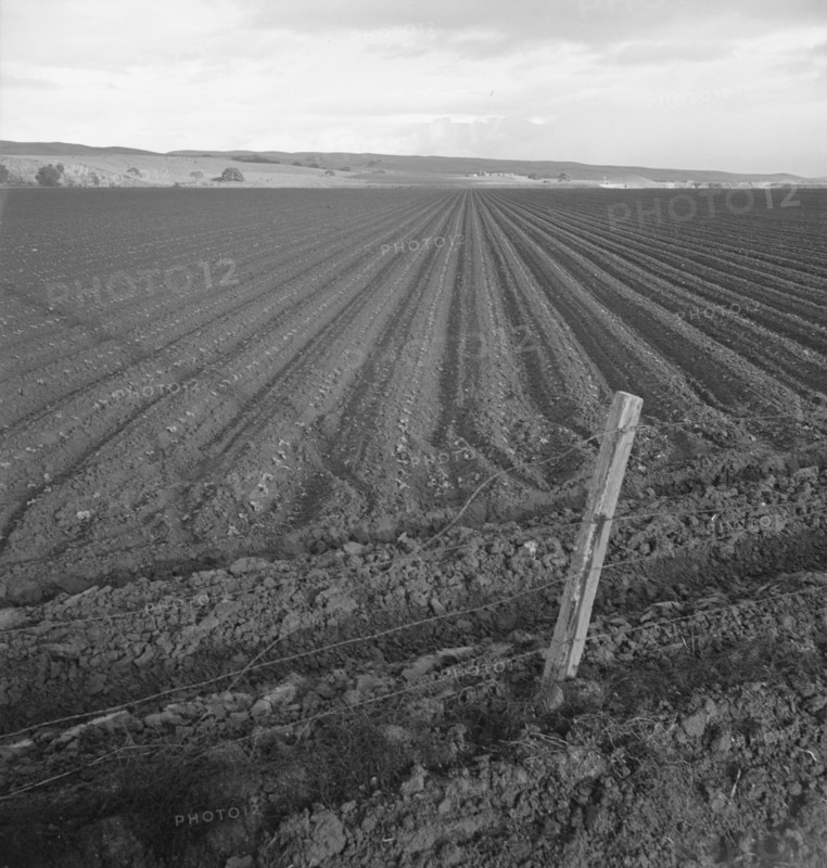 Large-scale pea fields, near San Juan Bautista, California, 1939. Creator: Dorothea Lange.