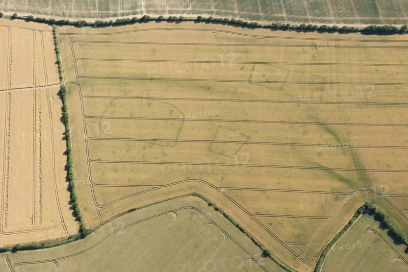 Crop marks, Wistow, Cambridgeshire, 2015. Creator: Damian Grady.