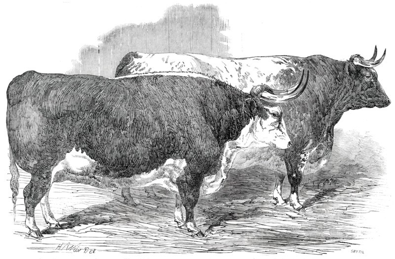 Class 2. No. 33 - Earl Hardwicke's Ox..., 1850. Creator: Smyth.