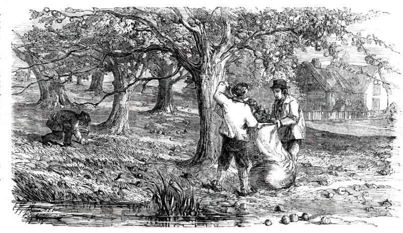 Cider-Making in Devonshire - Collecting the Grass-Fruit, 1850. Creator: Unknown.