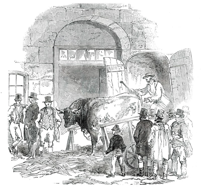 The Annual Exhibition of the Smithfield Club - Bringing in Hereford Ox, 1850. Creator: Unknown.