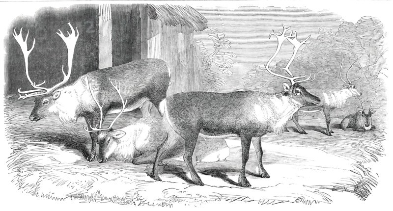 Herd of Rein-Deer, in the Gardens of the Zoological Society, Regent's Park, 1850. Creator: Unknown.