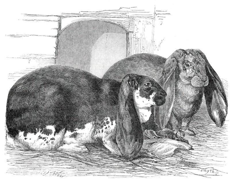 Prize Rabbits at the Rochester and Chatham Show, 1850. Creator: Smyth.