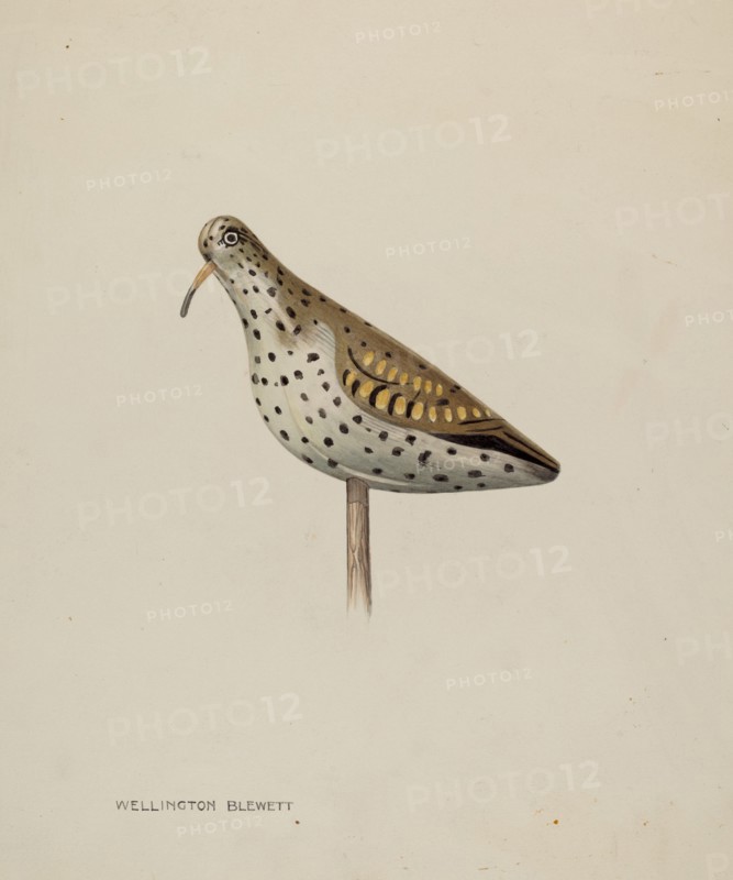 Decoy, c. 1939. Creator: Wellington Blewett.