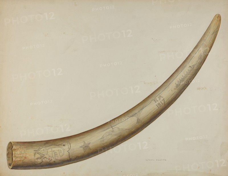 Scrimshaw: Walrus Tusk, 1941. Creator: Oscar Bluhme.