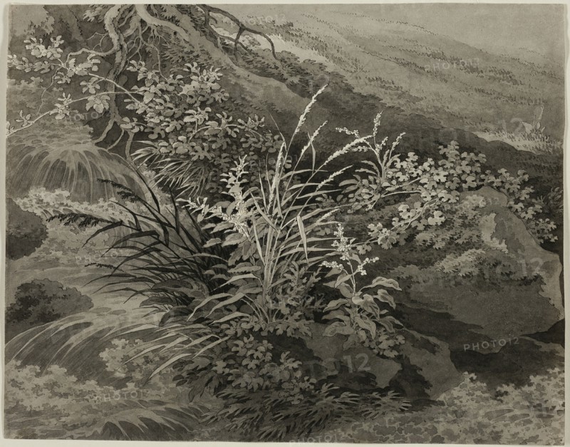Corner of the Meadow with Reeds and Other Plants, c. 1800. Creator: Adrian Zingg.