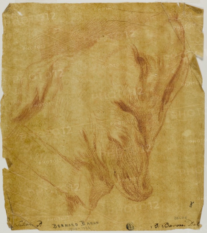 Head of a Dog, n.d. Creator: Bernard Baron.