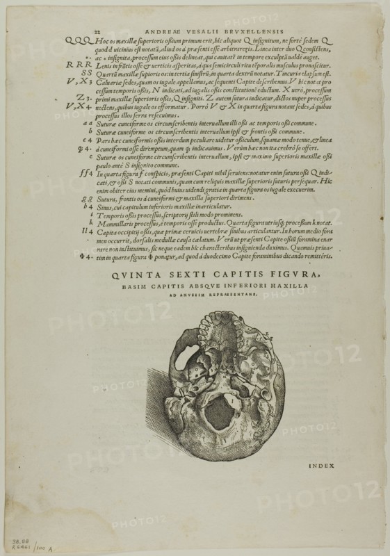 Leaf from De humani corporis fabrica (skull), plate 100 from Woodcuts from Books...1937. Creators: Johannes Stephan van Calcar, Max Geisberg.