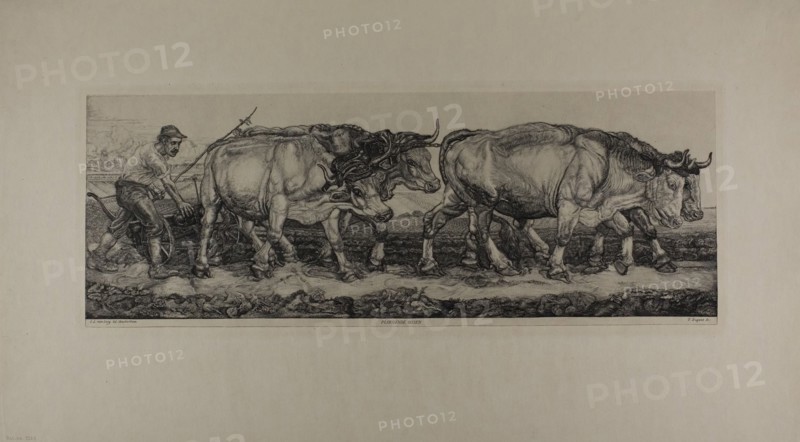 Plowing Oxen, n.d. Creator: Pieter Dupont.