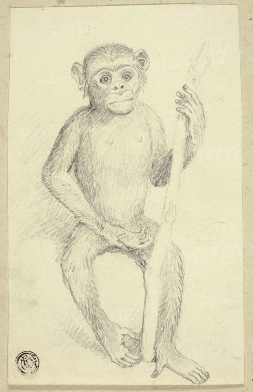 Orangutang, n.d. Creator: Edwin Henry Landseer.