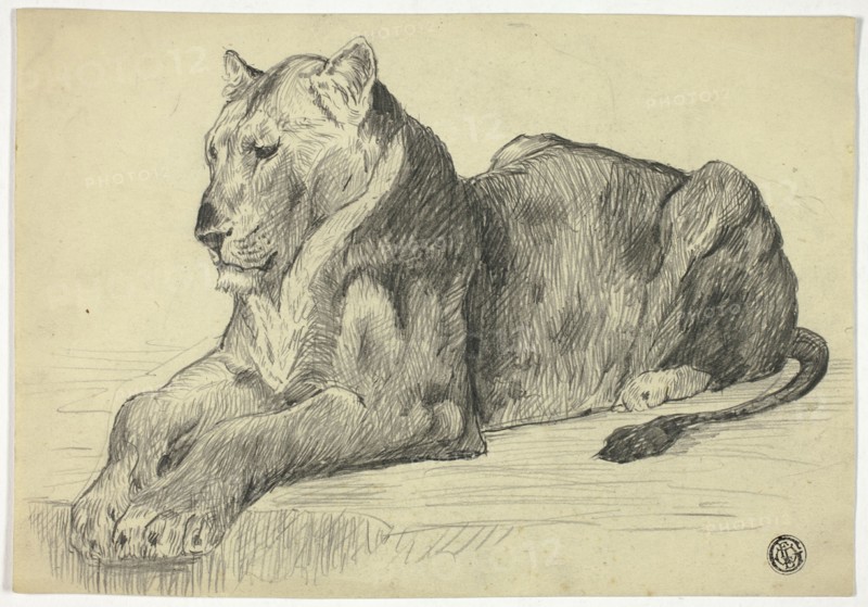 Lioness, n.d. Creator: Edwin Henry Landseer.