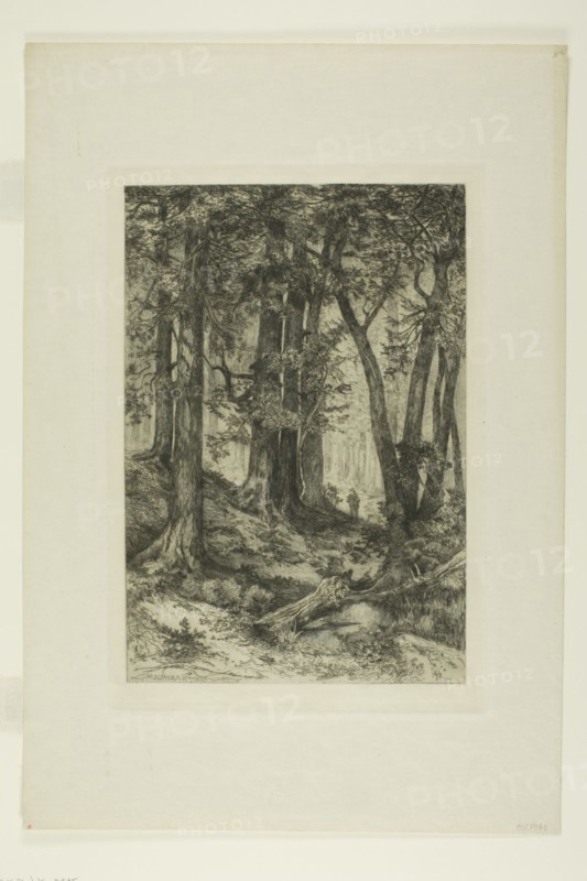 A California Forest, 1888. Creators: Mary Nimmo, Thomas Moran.