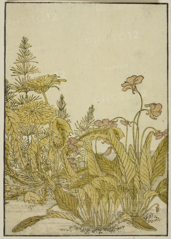 Spring Flowers: Violets and Dandelions, from the book "Mirror of Beautiful Women of the..., 1776. Creator: Shunsho.