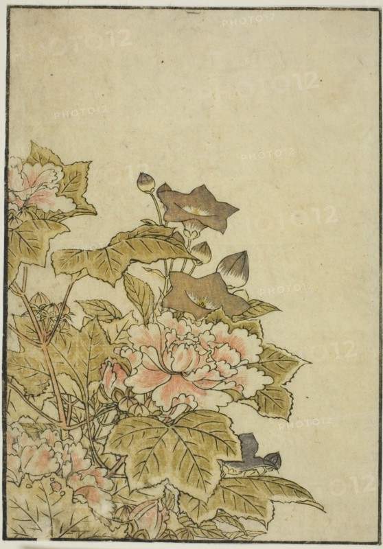 Autumn Flowers: Peonies and Bellflowers, from the book "Mirror of Beautiful Women of the..., 1776. Creator: Shunsho.