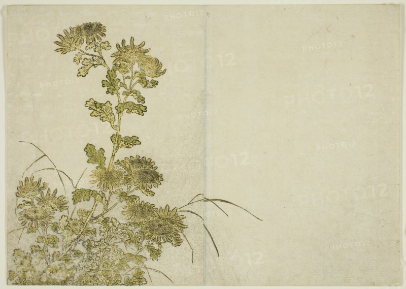 Winter Flowers: Chrysanthemums, from the book "Mirror of Beautiful Women of the Pleasure..., 1776. Creator: Shunsho.