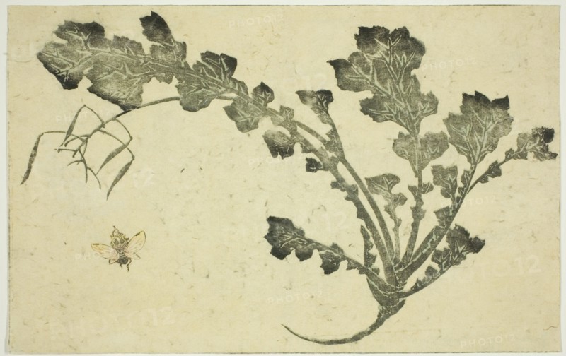Wasp and turnip stalk, from "The Picture Book of Realistic Paintings of Hokusai..., Japan, c. 1814. Creator: Hokusai.