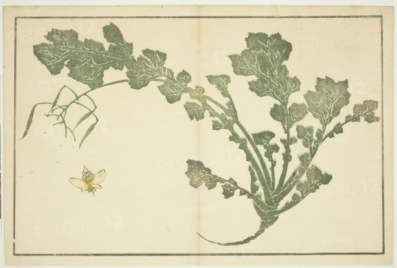 Wasp and turnip stalk, from "The Picture Book of Realistic Paintings of Hokusai...", Japan, c. 1814. Creator: Hokusai.
