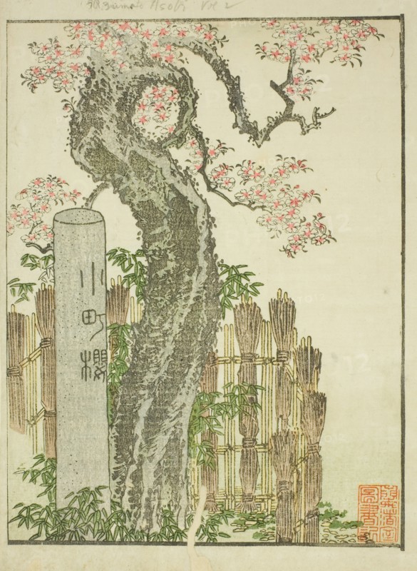 Komachi Cherry Tree (Komachi zakura), from the illustrated book "Picture Book of..., c. 1802. Creator: Hokusai.