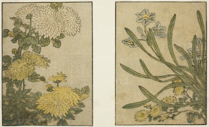 Chrysanthemum and Narcissus, from the illustrated book "Picture Book: Flowers of the..., 1801. Creator: Kitagawa Utamaro.