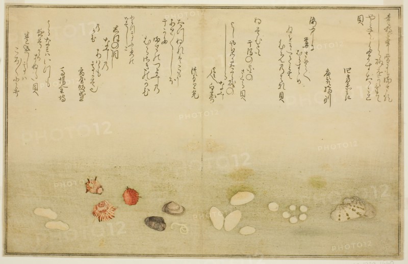 Sudare-gai, hana-gai, sakura-gai, mumeno-gai, nadeshiko-gai, and kinuta-gai, from the illu..., 1789. Creator: Kitagawa Utamaro.