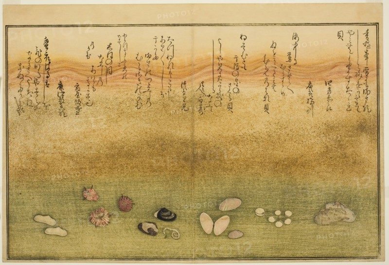 Sudare-gai, hana-gai, sakura-gai, mumeno-gai, nadeshiko-gai, and kinuta-gai, from the illu..., 1789. Creator: Kitagawa Utamaro.