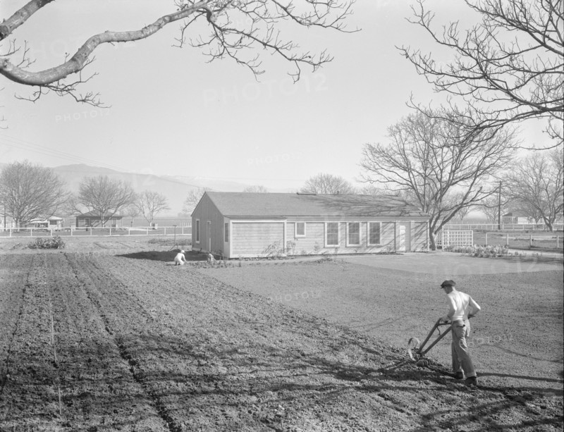 El Monte federal subsistence homesteads, California, 1936. Creator: Dorothea Lange.