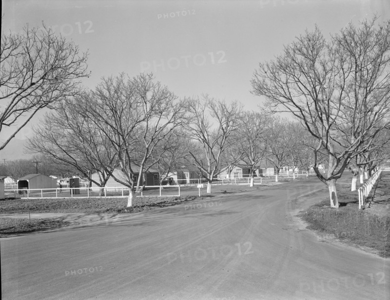 El Monte federal subsistence homesteads, California, 1936. Creator: Dorothea Lange.