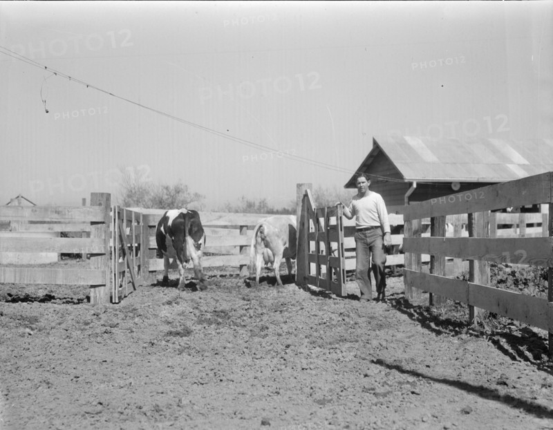 Self-help cooperative dairy, near Santa Ana, California, 1936. Creator: Dorothea Lange.
