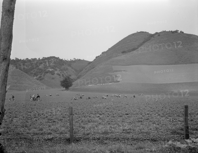 Filipino gang labor in pea fields near Pismo Beach, Nipomo, California, 1936. Creator: Dorothea Lange.