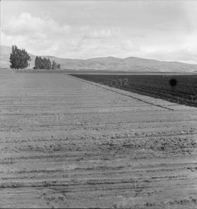 Freshly-plowed sugar beet field near King City, scale of farm operations in California, 1936. Creator: Dorothea Lange.