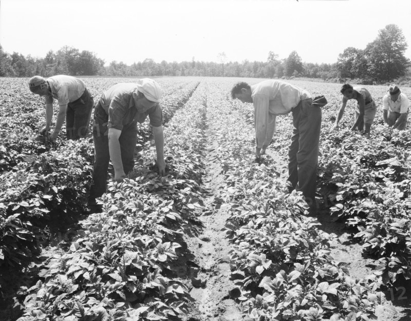 Potato field, Hightstown, New Jersey, 1936. Creator: Dorothea Lange.